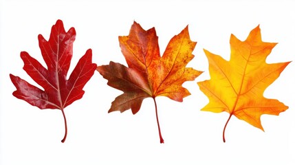 Fototapeta premium Diverse Leaf Collection: Isolated on White Background