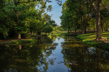 Green tropical forest city park pond sun light sunny sky