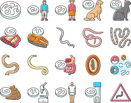 helminth worm parasite roundworm icons set vector. dog tapeworm, heart helminth ascaris, internal cat, nematode pet, pinworm giardia helminth worm parasite roundworm color line illustrations