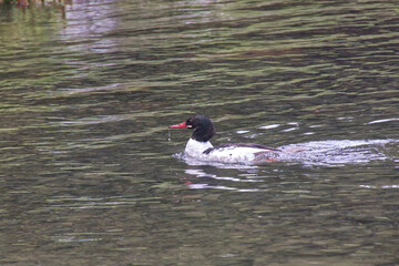 A Male Common Merganser in the Water