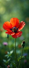 Naklejka premium Red poppy with five distinctive petals and prominent center, landscape, flora, corn poppies