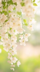 Fototapeta premium Delicate White Flowers Cascading in Soft Light.