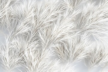 Fototapeta premium A close-up of delicate, feathery plant textures in soft white tones.
