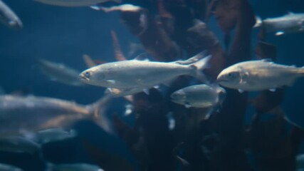 A shoal of herrings swimming in the sea