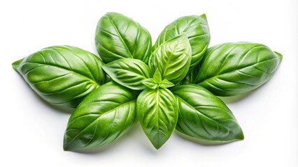 Fototapeta premium Fresh green basil leaves isolated on white background, herbs, culinary, ingredient, aromatic, organic, plant, healthy, vegetarian