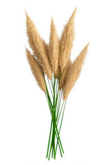 Fototapeta premium Large Seed Cluster Blooming Flower Close-up Against Grey Background