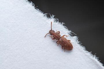 Oryzaephilus surinamensis in a white background
