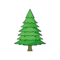  fir tree vector illustration