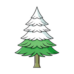 white pine tree vector illustration