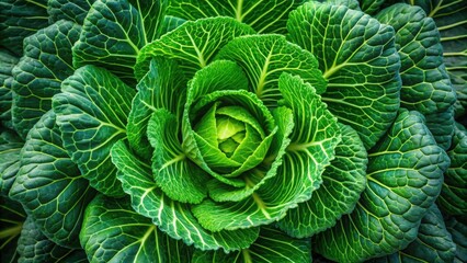 Obraz premium Green cabbage plant viewed from overhead , cabbage, vegetable, garden, organic, farm, agriculture, fresh, healthy, leaves, vibrant