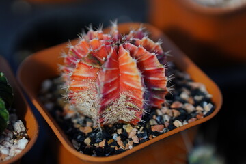 Red Gymnocalycium is attacked by aphids and insects, making the Gymnocalycium unattractive.
