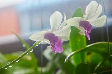 Raindrops on white orchid flower