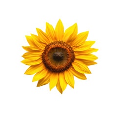 Fototapeta premium Vibrant sunflower with bright yellow petals