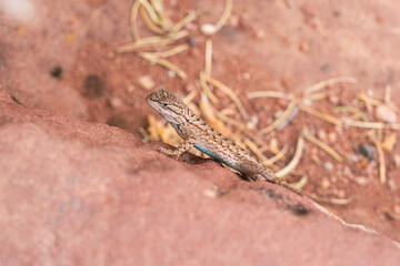 Sagebrush Lizard resting on red rock