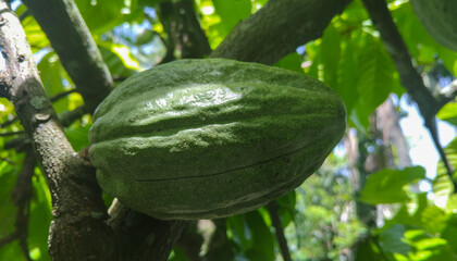 Raw green Cocoa pods grow on trees. The cocoa tree The cacao fruits, Unripe cocoa cacao tree plant fruit plantation