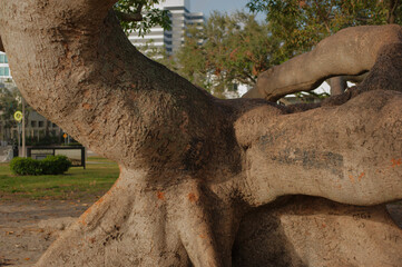 Close up of a large Kapok Tree branches in early morning sun. Near St. Petersburg Museum of Fine Arts in St. Petersburg, FL. Leading lines. Sunshine and shade.
