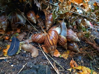 group of Lissachatina fulica snails on the garden ground while raining