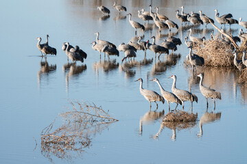 Sandhill Cranes in Arizona, USA