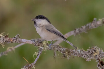 Fototapeta premium Cincia alpestre (Poecile montanus)