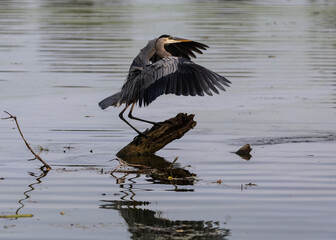great blue heron in flight