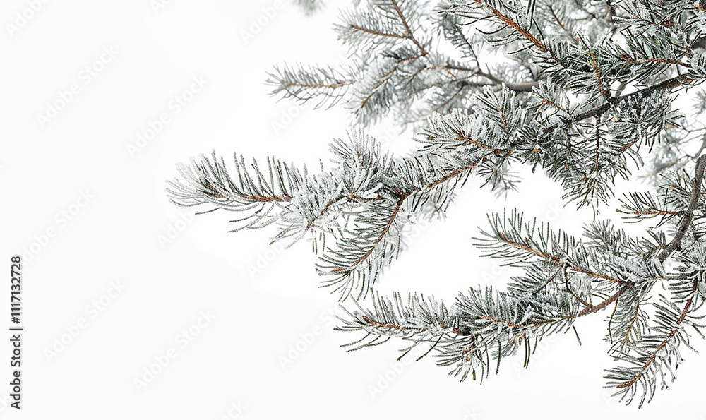 Poster a tree branch covered in snow. the branch is thin and has a lot of needles. the snow is white and co