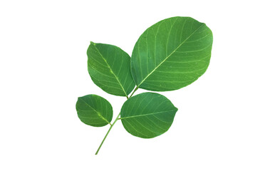 Obraz premium Isolated Pterocarpus macrocarpus or Burma padauk leaf on white background with clipping paths.
