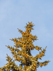 Green spruce branches with needles and cones against a blue sky in winter. Many cones on spruce. Fir tree.