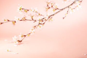 ぼかした桜の背景イメージ