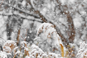 雪の中で風になびくススキ