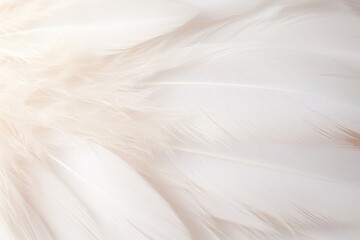 Obraz premium Stunning close-up of a white angel wing, focusing on the fine details of the feathers and their delicate layering. The wing is portrayed with a subtle sheen, emphasizing its soft and light appearance