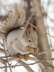 Fototapeta premium The squirrel with nut sits on tree in the winter or late autumn
