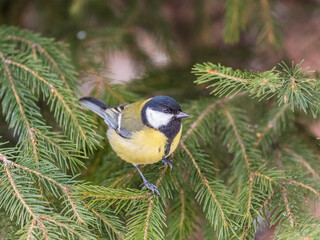 Cute bird Great tit, songbird sitting on the fir branch