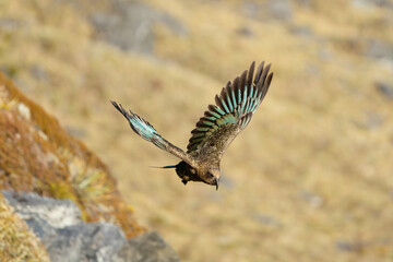 New Zealand Kea bird flying