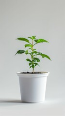 Obraz premium A small green plant in a white pot, symbolizing growth and nature, set against a neutral background.