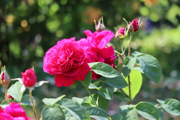Rose garden