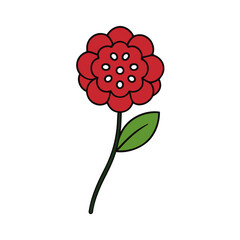 scabiosa vector illustration .