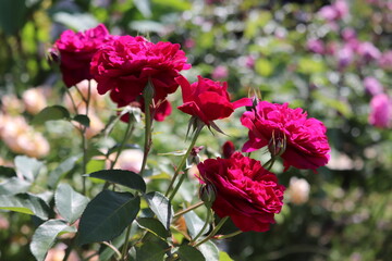 Rose garden