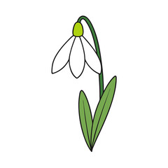 snowdrop vector illustration