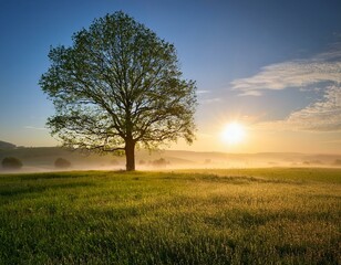 Obraz premium Alone tree on meadow at sunset with sun and mist - panorama