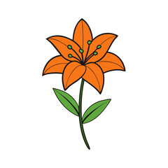 tiger lily vector illustration 