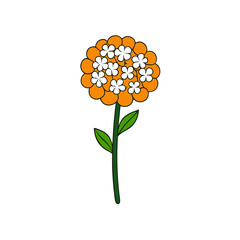 achillea vector illustration