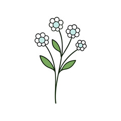 baby s breath vector illustration