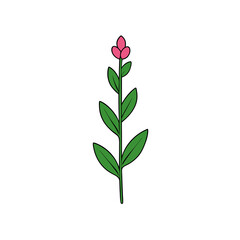 beardtongue vector illustration