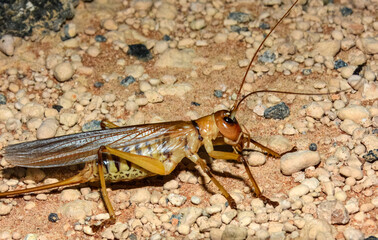 Raspy Cricket found across rural Australia