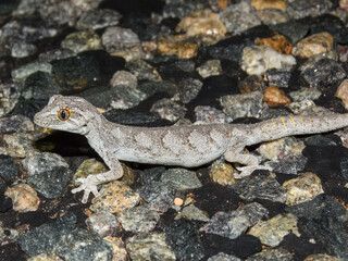 Fototapeta premium Western Spiny-tailed Gecko (Strophurus strophurus) in Australia