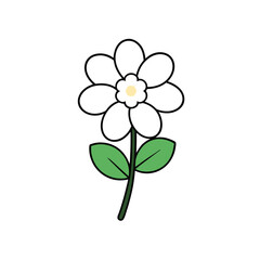  candytuft vector illustration 