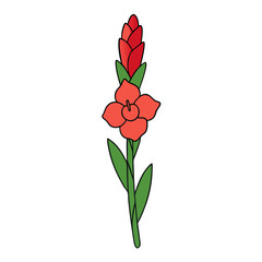 gladiolus vector illustration