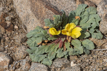 Yellow flowers close-up blooming in the desert