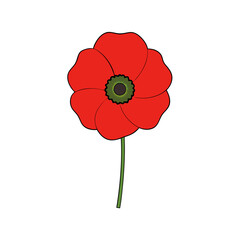 poppy vector illustration 