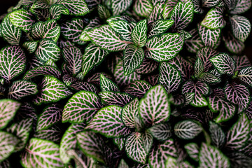 Obraz premium background of leaves